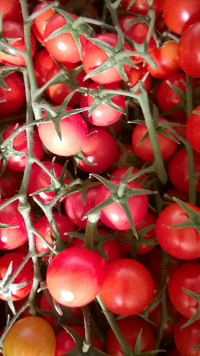 Cherry Tomatoes